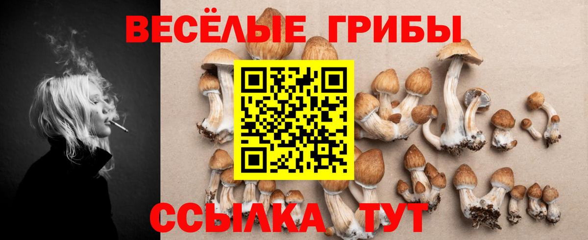 Тайшет  Псилоцибиновые грибы Psilocybe  Вход с VPN 